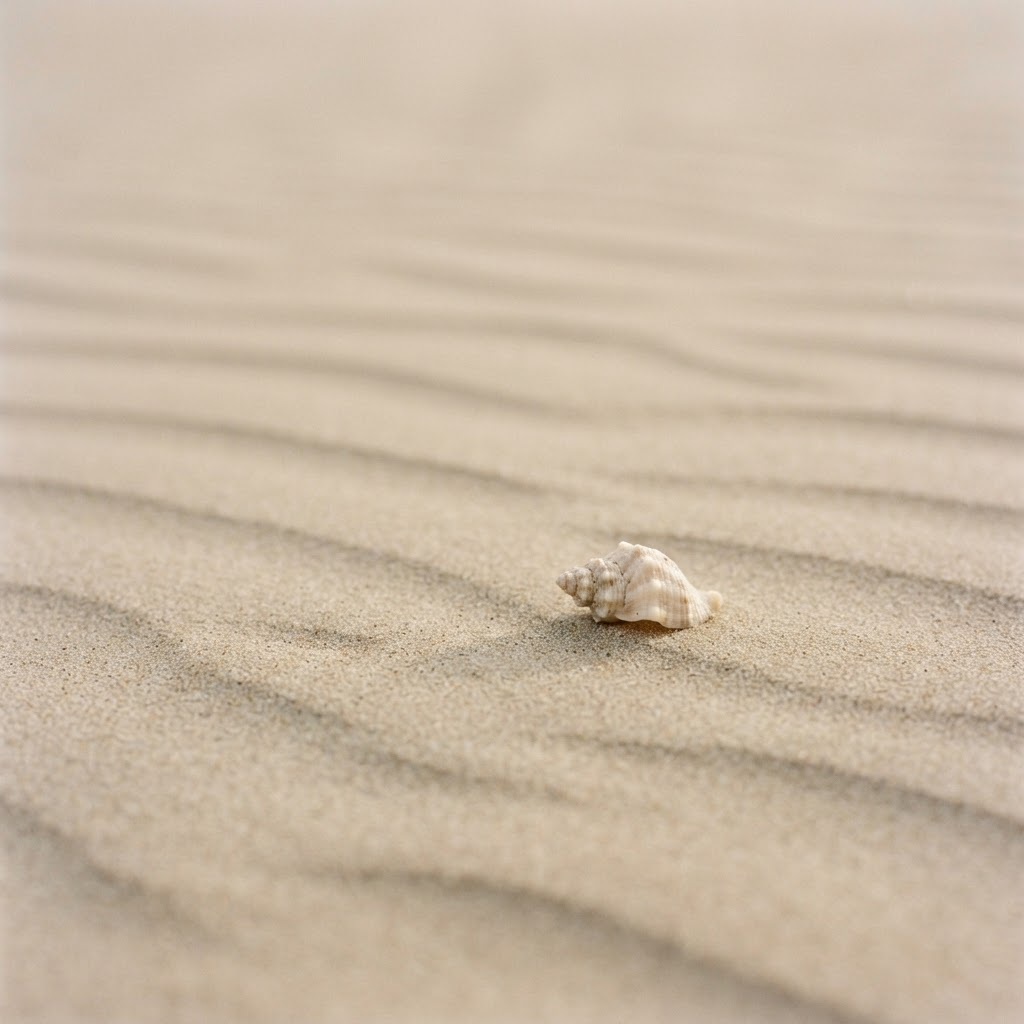 A single seashell resting on soft beige sand
